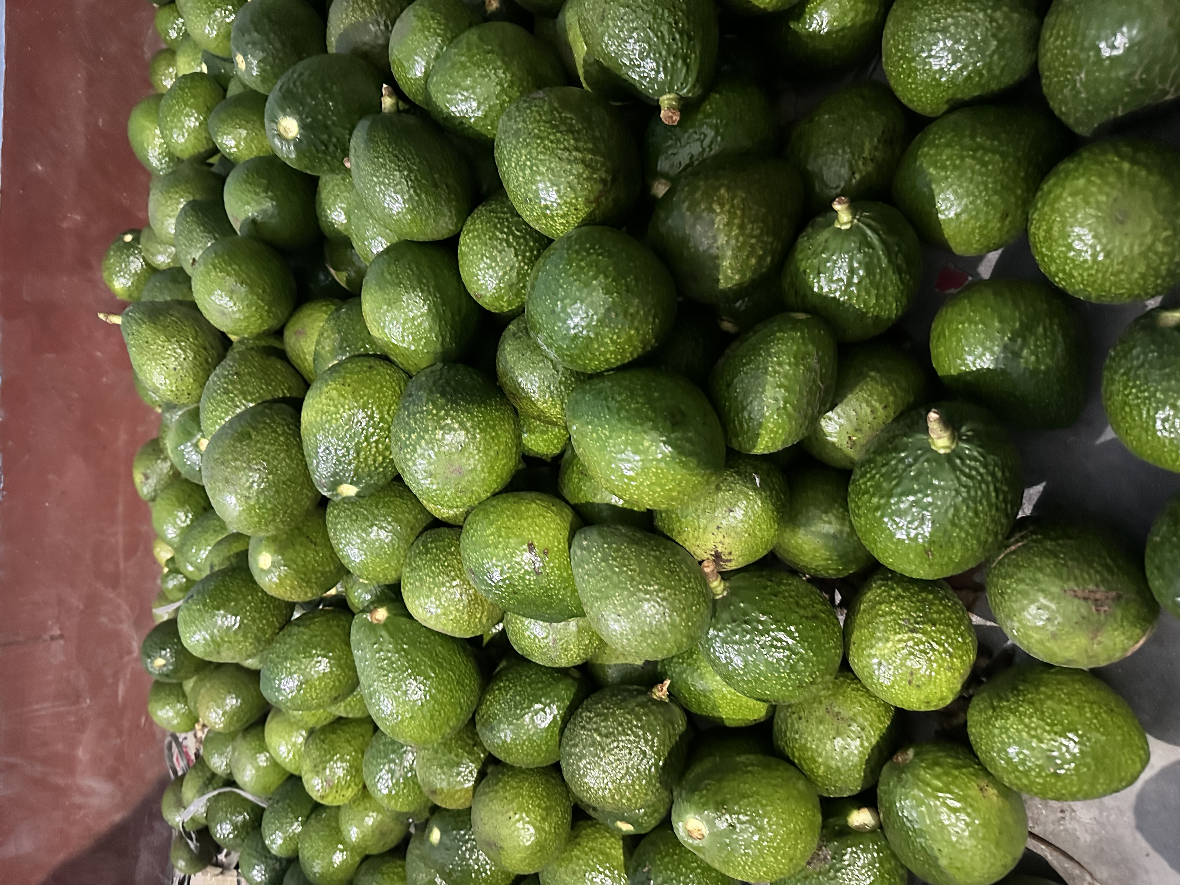 Avocado